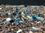 Caridina blue steal orange eye, Animaux & Accessoires, Poissons | Poissons d'aquarium