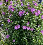 Hibiscusplanten/Chinese roos/vaste plant/winterhard, Ophalen, Zomer, Vaste plant, Halfschaduw
