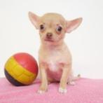 Chihuahua (korthaar) pup te koop (belgisch), Dieren en Toebehoren, CDV (hondenziekte), Teef, België, Handelaar