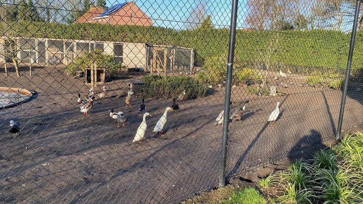 Siereenden, Animaux & Accessoires, Volatiles