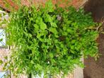 GRATIS, Tuin en Terras, Ophalen, Overige soorten, Struik, 100 tot 250 cm