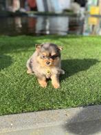 Mooie dwergkeeshond pups, Dieren en Toebehoren, België, Keeshond, CDV (hondenziekte), 8 tot 15 weken