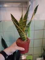 Plante verte intérieur sansevieria, Autres espèces, Enlèvement ou Envoi, Moins de 100 cm, Plante verte