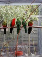 koningsparkieten, Dieren en Toebehoren, Meerdere dieren, Parkiet, Geringd