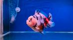1 x Oranda Short Tail white tiger calico 14 CM Male, Dieren en Toebehoren, Goudvis(sen)