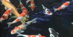 Koi of koivijvers te koop gevraagd?, Dieren en Toebehoren, Vissen | Vijvervissen, Karper of Koi