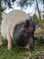 2 hangbuik zwijnen, Dieren en Toebehoren, Schapen, Geiten en Varkens, Mannelijk, Varken, 0 tot 2 jaar