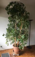 Magnifique plante d'intérieur (schefflera), Ombre partielle, En pot, Plante verte, 200 cm ou plus