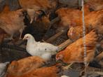 jonge legkippen te koop, Dieren en Toebehoren, Pluimvee, Vrouwelijk, Kip