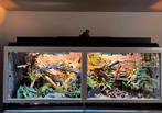 Palludarium / terrarium, Dieren en Toebehoren, Ophalen, Zo goed als nieuw, Terrarium of Paludarium