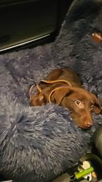 Honden automand Pelsbarn, Dieren en Toebehoren, Hondenmanden, Ophalen, Zo goed als nieuw, Overige