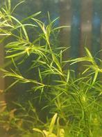 Guppygras najas, Dieren en Toebehoren
