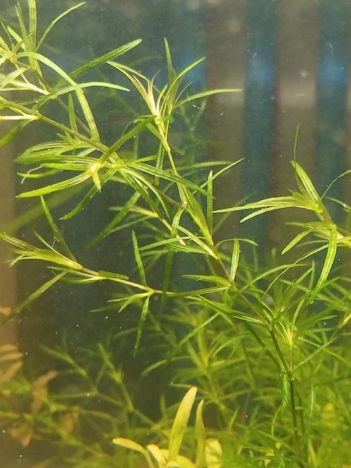 Guppygras najas, Dieren en Toebehoren, Vissen | Aquariumvissen
