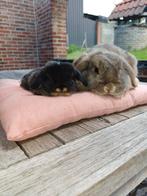 Raszuiver Minilop mama en baby te koop lees beschrijving, Dieren en Toebehoren