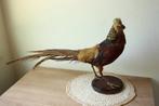 Taxidermie opgezette Goudfazant, Ophalen of Verzenden, Gebruikt