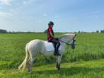 Halve stal aangeboden (C-pony), Merrie, Springpony, 11 jaar of ouder, L