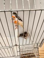 Harlekijnen te koop, Dieren en Toebehoren, Vogels | Kanaries