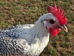 Brakelkrielen, Dieren en Toebehoren, Pluimvee, Meerdere dieren, Kip