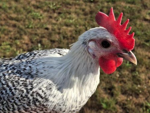 Brakelkrielen, Dieren en Toebehoren, Pluimvee, Kip, Meerdere dieren