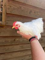 Gratis Cochin kriel hennen en hanen, Dieren en Toebehoren, Pluimvee