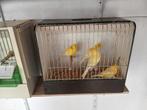 4 gele kanarie mannen, Dieren en Toebehoren, Mannelijk, Kleurkanarie