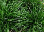 Carex Irish Green, Ophalen