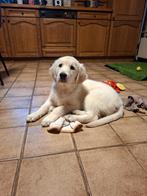 Golden retriever, Dieren en Toebehoren, Honden | Retrievers, Spaniëls en Waterhonden, België, Fokker | Hobbymatig, 8 tot 15 weken