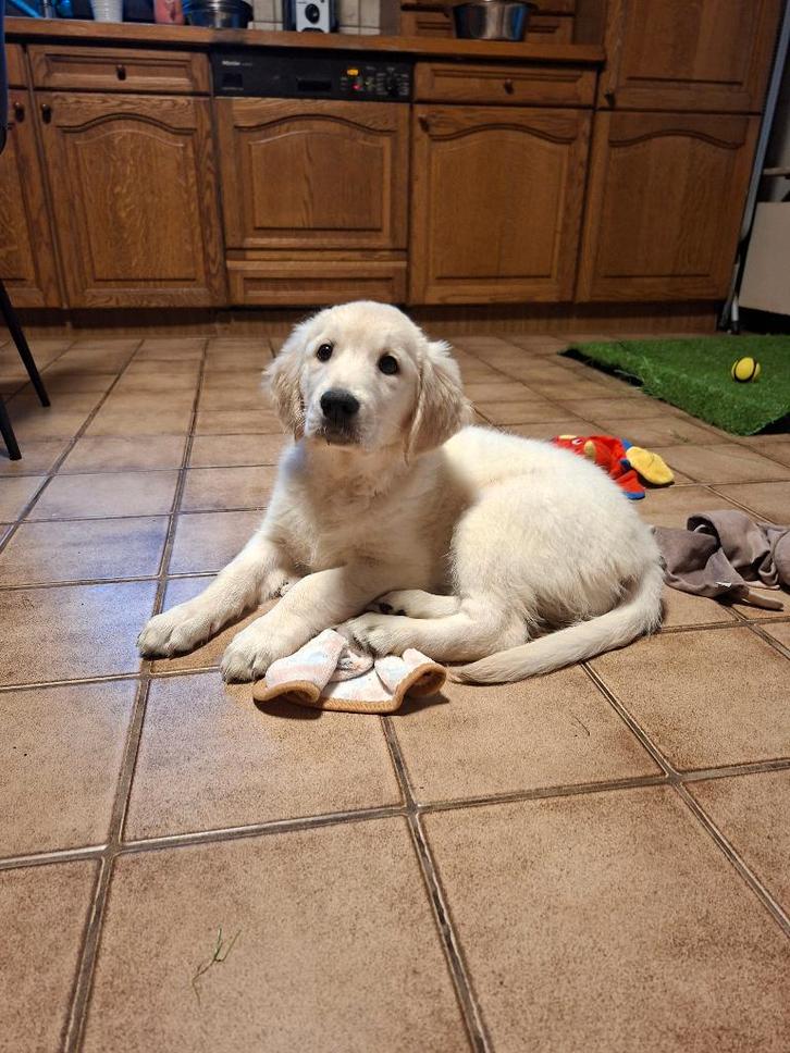 Golden retriever, Animaux & Accessoires, Chiens | Retrievers, Épagneuls & Chiens d'eau, Chienne, Golden retriever, Éleveur | Loisir