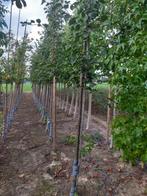 Tilia cordata/lindeboom, Ophalen