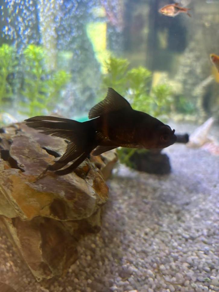 2x zwarte sluierstaart goudvis, Dieren en Toebehoren, Vissen | Aquariumvissen