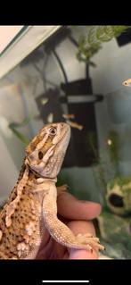 Dwerg Baardagaam, Dieren en Toebehoren, Reptielen en Amfibieën, Overige soorten, Tam, 0 tot 2 jaar