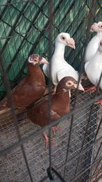 Een koppel rode duiven te koop, Plusieurs animaux, Autres espèces