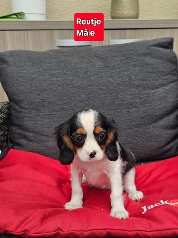 mooie cavalier king charles pups beschikbaar voor biedingen