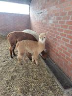 Alpaca hengst, Mannelijk, 0 tot 2 jaar