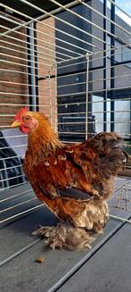 Haan x  hen 4 maanden, Dieren en Toebehoren, Pluimvee, Meerdere dieren, Kip