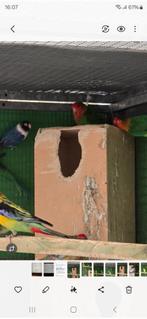 1 colli en 2 fischerie, Dieren en Toebehoren, Vogels | Parkieten en Papegaaien, Meerdere dieren, Dwergpapegaai of Agapornis, Geringd