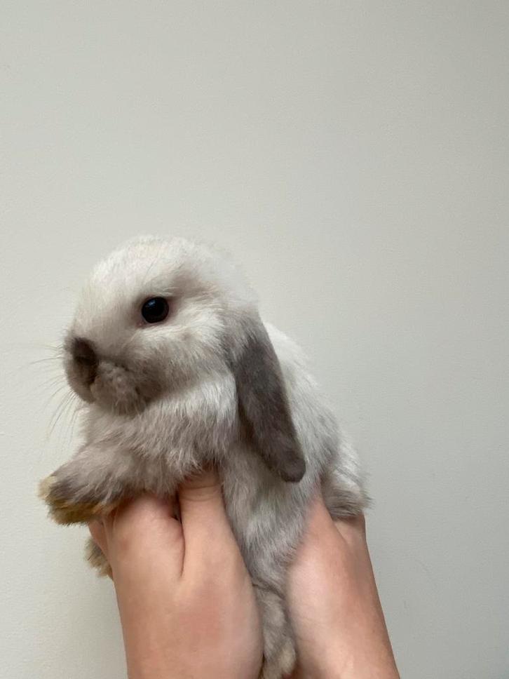 Nederlandse Hangoordwerg, Dieren en Toebehoren, Konijnen