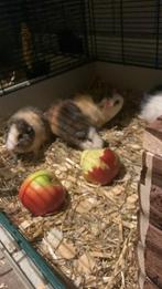 2 CH teddy broertjes zoeken een goede thuis, kindjes gewend!, Animaux & Accessoires, Rongeurs, Décembre, Mâle, Domestique, Cobaye