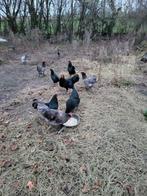 Australorp haan, Dieren en Toebehoren, Pluimvee