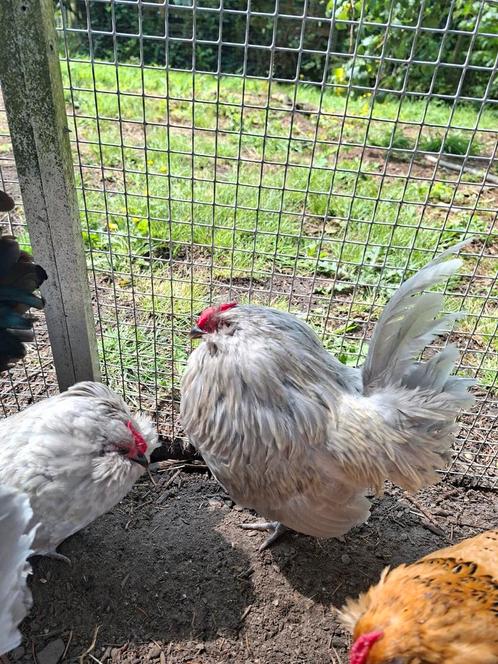 Parelgrijze Antwerpse baardkriel haan, Dieren en Toebehoren, Pluimvee
