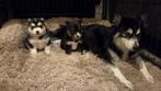 F3 Pomsky pups (mini-husky), Dieren en Toebehoren, Honden | Poolhonden, Keeshonden en Oertypen, België, Fokker | Hobbymatig, Overige rassen