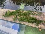 Waterplanten, Ophalen, Zo goed als nieuw