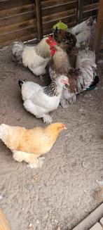 Brahma broed eieren, Dieren en Toebehoren, Pluimvee
