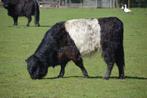 belted Galloway, Femelle