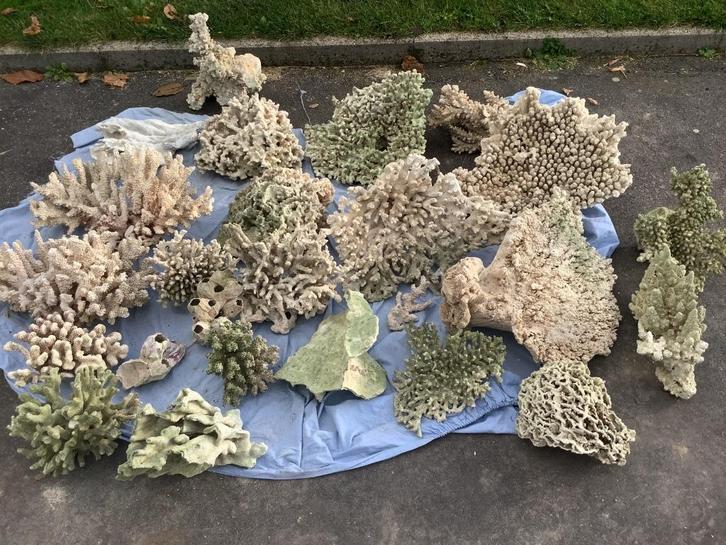 Lot de coraux morts blancs, Animaux & Accessoires, Poissons | Aquariums & Accessoires, Utilisé, Élément de décoration, Enlèvement