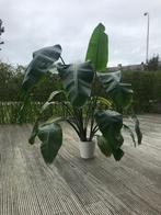Grote kamerplant - Strelizia Nicolai, Huis en Inrichting, Kamerplanten, Overige soorten, 150 tot 200 cm, Halfschaduw, In pot