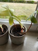 Philiondendron Florida Ghost, Ophalen of Verzenden