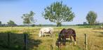 PAARDENWEIDE MET STALLING en OPSLAGHOK voor voeding en hooi, Dieren en Toebehoren, Stalling en Weidegang, Weidegang, 1 paard of pony