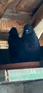 King duiven, Dieren en Toebehoren, Vogels | Duiven