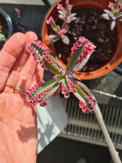 Kalanchoe pink butterfly stek, Huis en Inrichting, Kamerplanten, Vetplant, Minder dan 100 cm, Bloeiende kamerplant, Volle zon